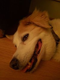 Dog sleeping on bed