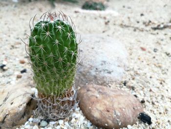 Close-up of cactus growing on field