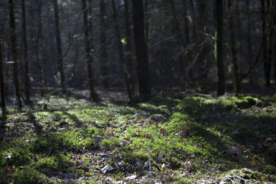 Trees in forest