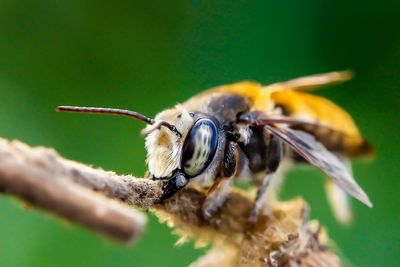 Honey bee sleeping on dry plant