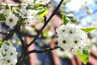 Close-up of cherry blossoms on branch