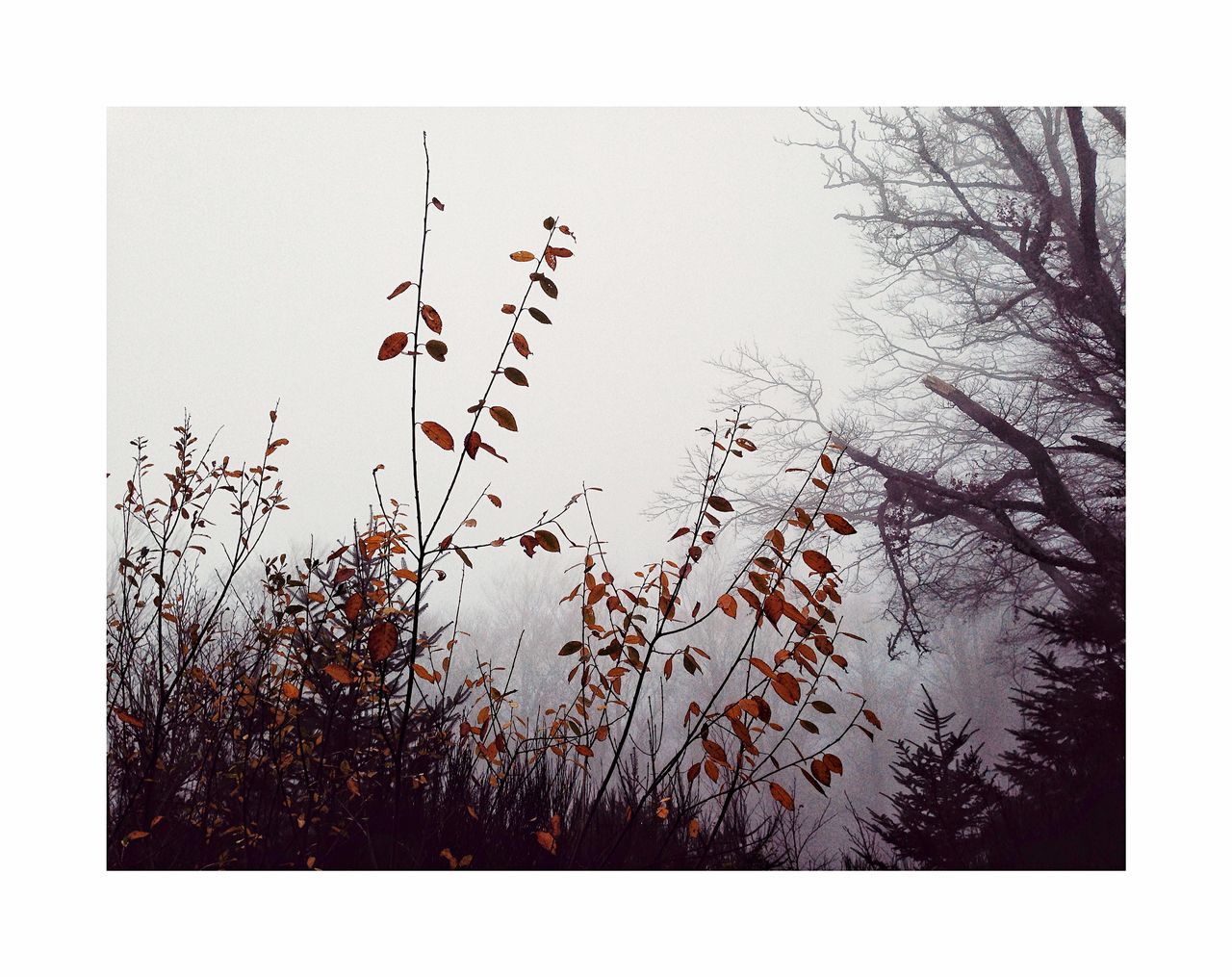 plant, tree, sky, transfer print, auto post production filter, nature, no people, beauty in nature, day, growth, bare tree, tranquility, branch, winter, outdoors, clear sky, cold temperature, tranquil scene, snow