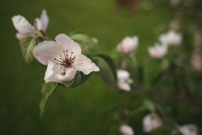 Close-up of white cherry blossoms