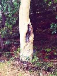 Close-up of tree trunk in forest