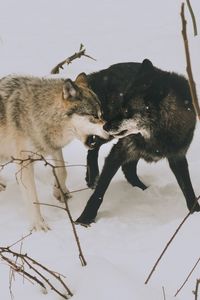 Close-up of two fighting wolfs