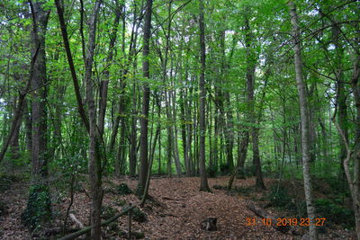 Scenic view of trees in forest