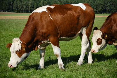 Cows grazing in field