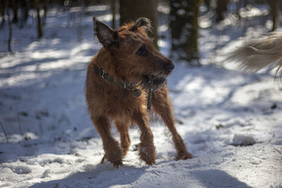 Dog in the park for a walk. red hair. walk on a snowy street with a cheerful pet. 