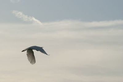 Bird flying against cloudy sky