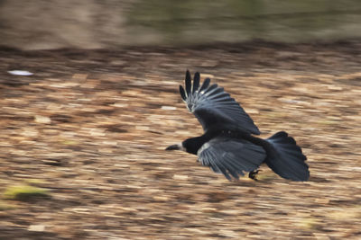Close-up of bird flying