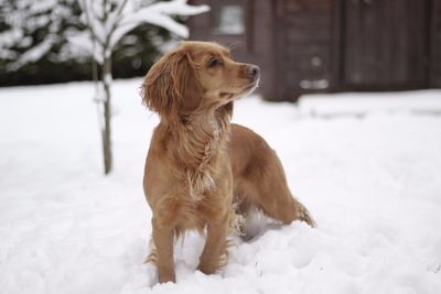 Close-up of dog on snow