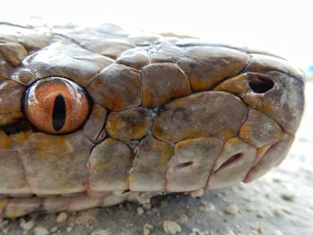 Close-up of the head of a snake