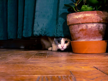 Portrait of cat relaxing on floor