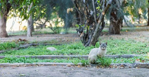 Portrait of a cat on ground