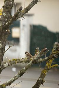 Close-up of bird perching on branch