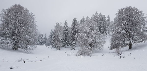 Trees on snow covered field against sky