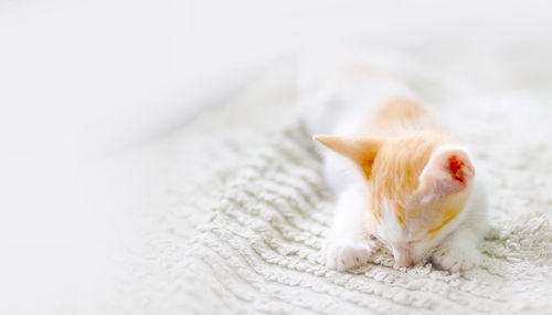 Close-up of a cat resting