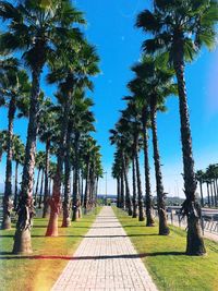 Footpath amidst palm trees in park