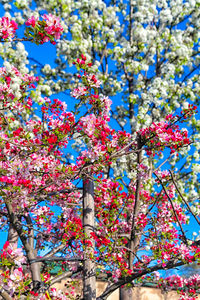 Close-up of flower tree against blue sky
