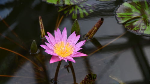 Close-up of lotus water lily in pond