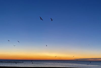 Seagulls flying over sea against sky