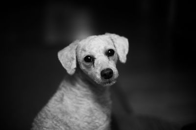 Close-up portrait of puppy