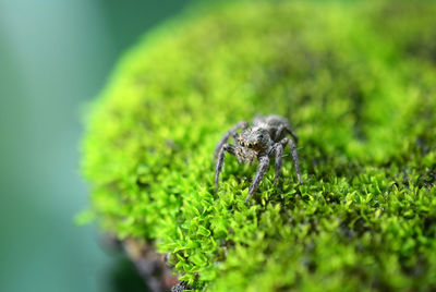 Jumper spider at the moss plant 