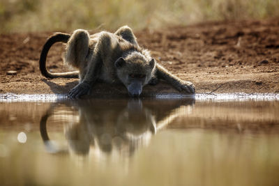 Monkeys in lake