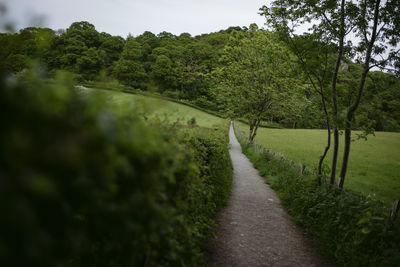 Footpath amidst trees against sky