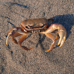 Close-up of crab on sand