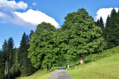 Road amidst trees against sky