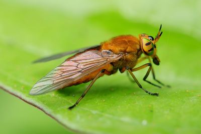 Close-up of insect on leaf