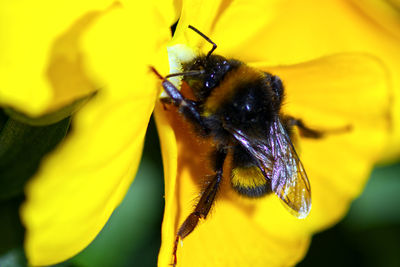 Close-up of bee pollinating on yellow flower