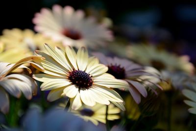 Close-up of flowers blooming outdoors