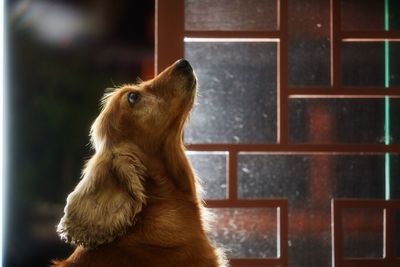 Close-up of a dog looking away