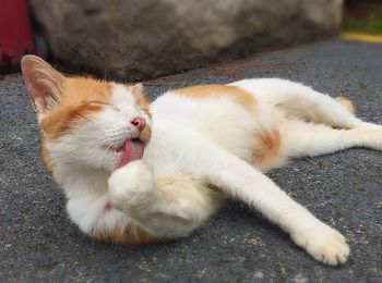 Close-up of cat licking paw while resting on ground