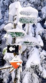 Snow covered trees