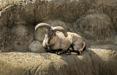 Big horn sheep , sitting on a rock in bright sunlight in gangtok, india