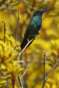 Close-up of bird perching on branch