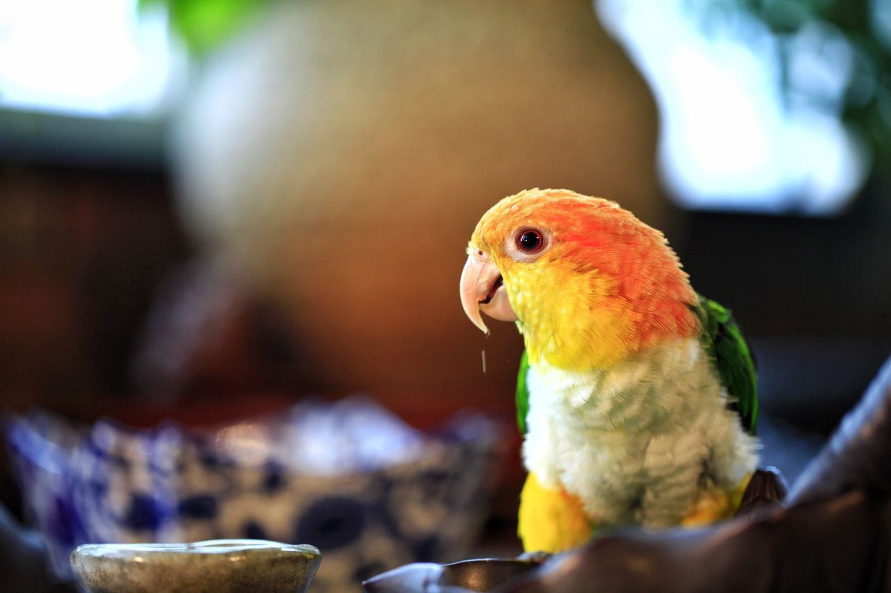 one animal, focus on foreground, close-up, selective focus, bird, food and drink, beak, zoology, vibrant color, temptation, retail, indulgence, avian, new life, freshness