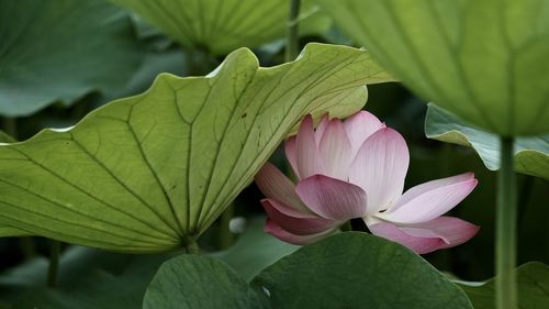 Close-up of pink lotus water lily