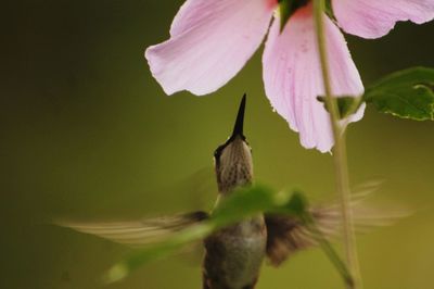 Close-up of flowering plant