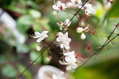 plant