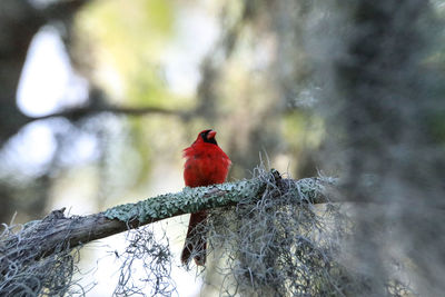 Bird perching on a branch