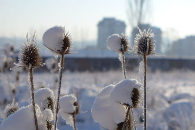 Close-up of frozen plants against sky during winter