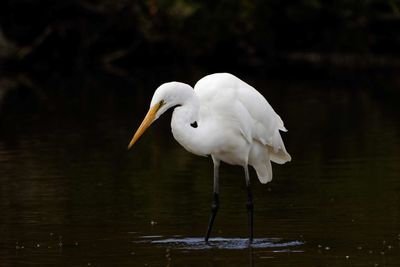 White heron in lake