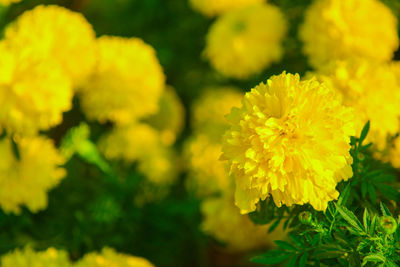 Close-up of yellow flowering plant