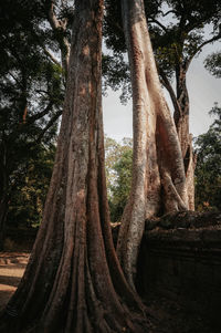 Low angle view of trees growing in forest