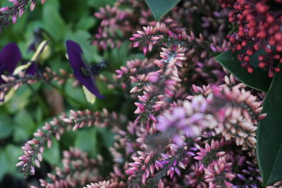 Close-up of pink flowering plant