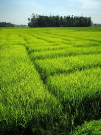 Scenic view of agricultural field against sky